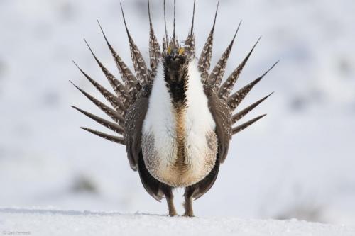 Male sage-grouse belches air from his vocal sac after a strut display on the lek, Wyoming 2017