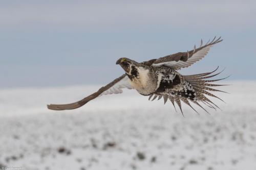 Male sage-grouse leaving the lek, Wyoming 2017