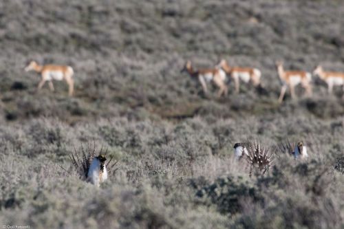 Male sage-grouse display as a herd of pronghorn walk past, Wyoming 2017