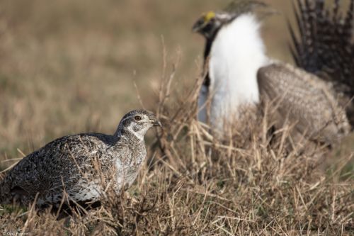 Female checking out a displaying male on the lek, Wyoming 2017