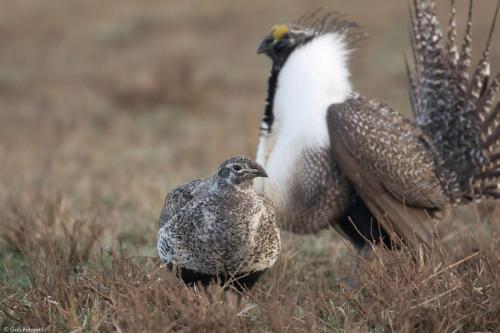 Female checking out a displaying male on the lek, Wyoming 2017