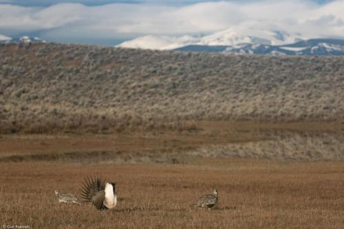 Two female sage-grouse checking out a displaying male on a lek, Wyoming 2017