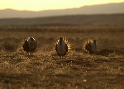 Male sage-grouse displaying as the sun comes up, Wyoming 2011