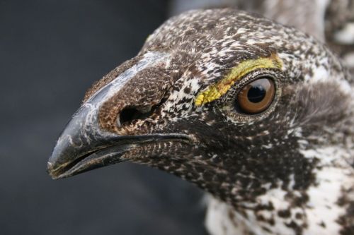 Male Sage-Grouse close up during capture for banding, Wyoming 2012