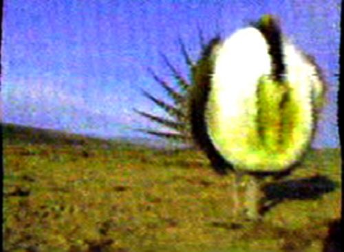 Video still from onboard fembot camera on the 1st generation of robotic female sage-grouse, used to experimentally examine courtship displays, Wyoming 2007.